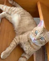 EMERGENCY: Cat lost in Saint-Sylvestre-sur-Lot