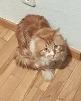 Gato perdido(a) en Madrid