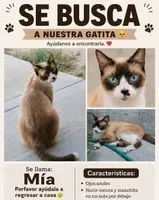 Cat lost in Frontera