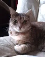 EMERGENCY: Cat lost in Fontaine-Chalendray