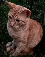 Gatto smarrito(a) a Liberty