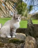 URGÊNCIA: Gato perdido(a) em Saint-Martin-des-Noyers