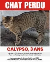 Gato perdido(a) en Montereau Fault Yonne