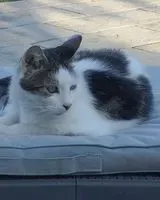 URGENZA: Gatto smarrito(a) a Sénéjac