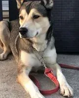 Hund in Bourges verloren