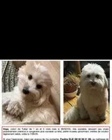 Perro encontrado(a) en Paris