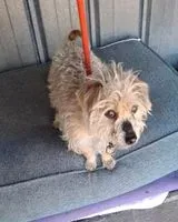 URGENCE : Chien trouvé(e) à Saint-Nazaire