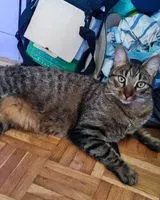 URGENCIA: Gato perdido(a) en Montigny-lès-Cormeilles