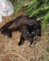 URGENZA: Gatto smarrito(a) a Évellys