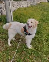 NOTFALL: Hund in Bisceglie verloren