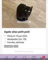 Gato perdido(a) en Montpellier