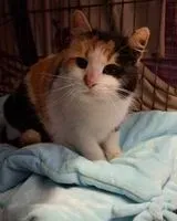 URGENCE : Chat trouvé(e) à Saint-Nazaire