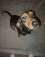 Perro encontrado(a) en Lariano