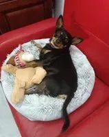 NOTFALL: Hund in Caltanissetta verloren