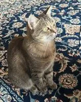 Chat perdu(e) à Perugia
