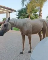 Equino smarrito(a) a San Biagio Platani