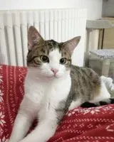 URGENZA: Gatto smarrito(a) a Luçon