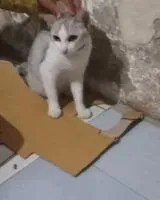 URGENZA: Gatto smarrito(a) a Kalen