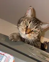 Gato perdido(a) en Le Loroux Bottereau
