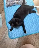 Gato perdido(a) em Beaujeu