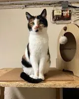 URGENZA: Gatto smarrito(a) a Les Mureaux