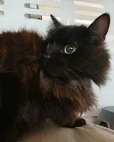 URGENCE : Chat trouvé(e) à Saint-Nazaire