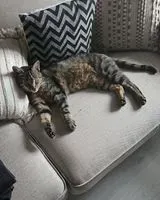 URGENCIA: Gato perdido(a) en Les Brouzils