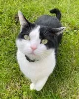 NOTFALL: Katze in Firminy verloren