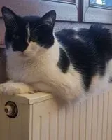 Cat lost in Troisfontaines
