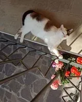 Cat lost in Brescia