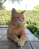Gatto smarrito(a) a Roma