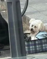 URGENCE : Chien aperçu(e) à Lyon