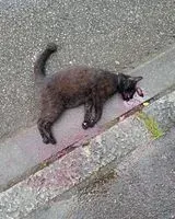 URGENCE : Chat trouvé(e) à Nantes