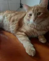 Cat lost in Roma