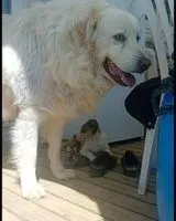 EMERGENCY: Dog lost in Saint-Denis-de-Pile