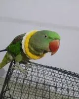 Oiseau perdu(e) à Zamdeeh Shukla