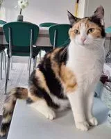 Gato perdido(a) em Mutzenhouse