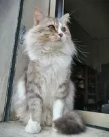 Gato perdido(a) en Monza