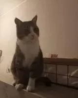 URGENCIA: Gato perdido(a) en Asti