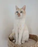 Cat lost in Gétigné