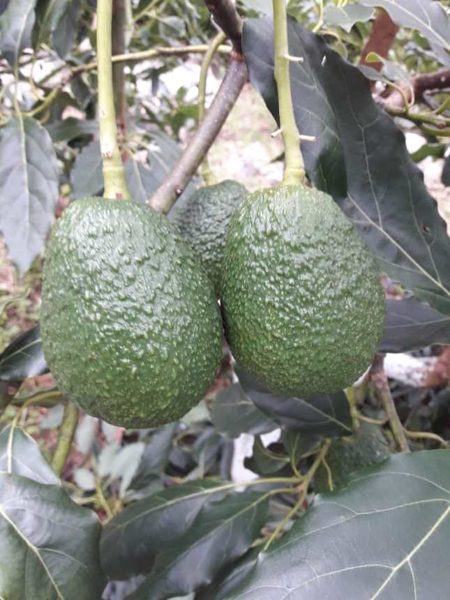 Finca Don José