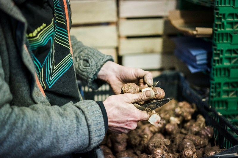 Préparation d'un panier de légumes locaux