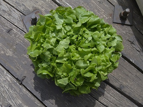 Feuille de chêne