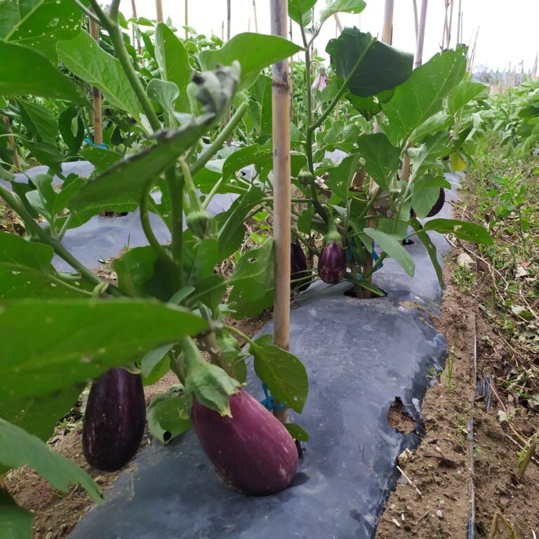 Aubergines