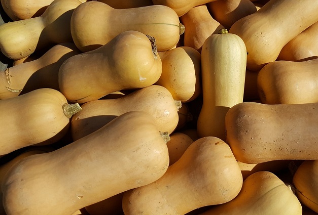 Butternut - courge