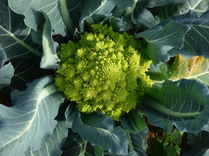 Chou - romanesco 