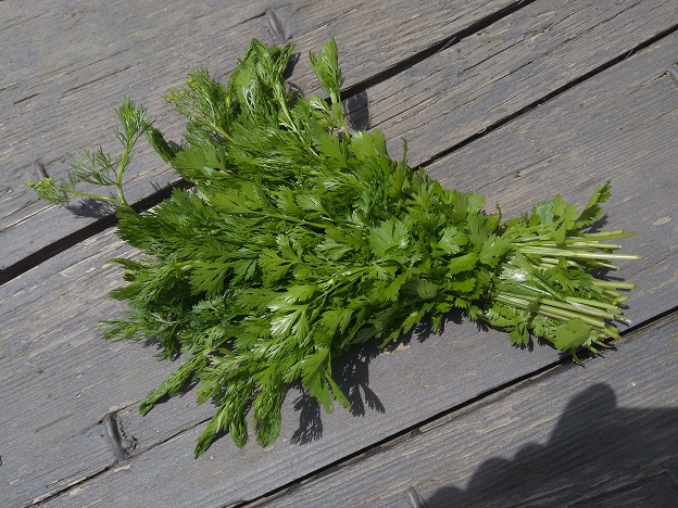 Persil - plat ou frisé