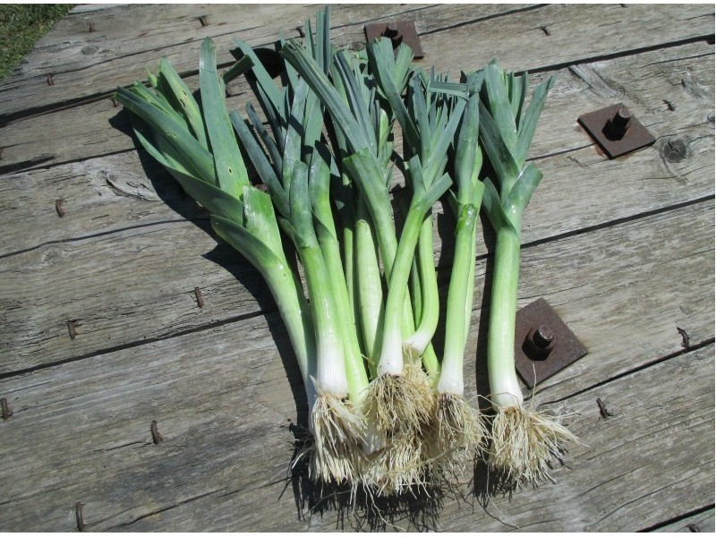 Poireaux - longs