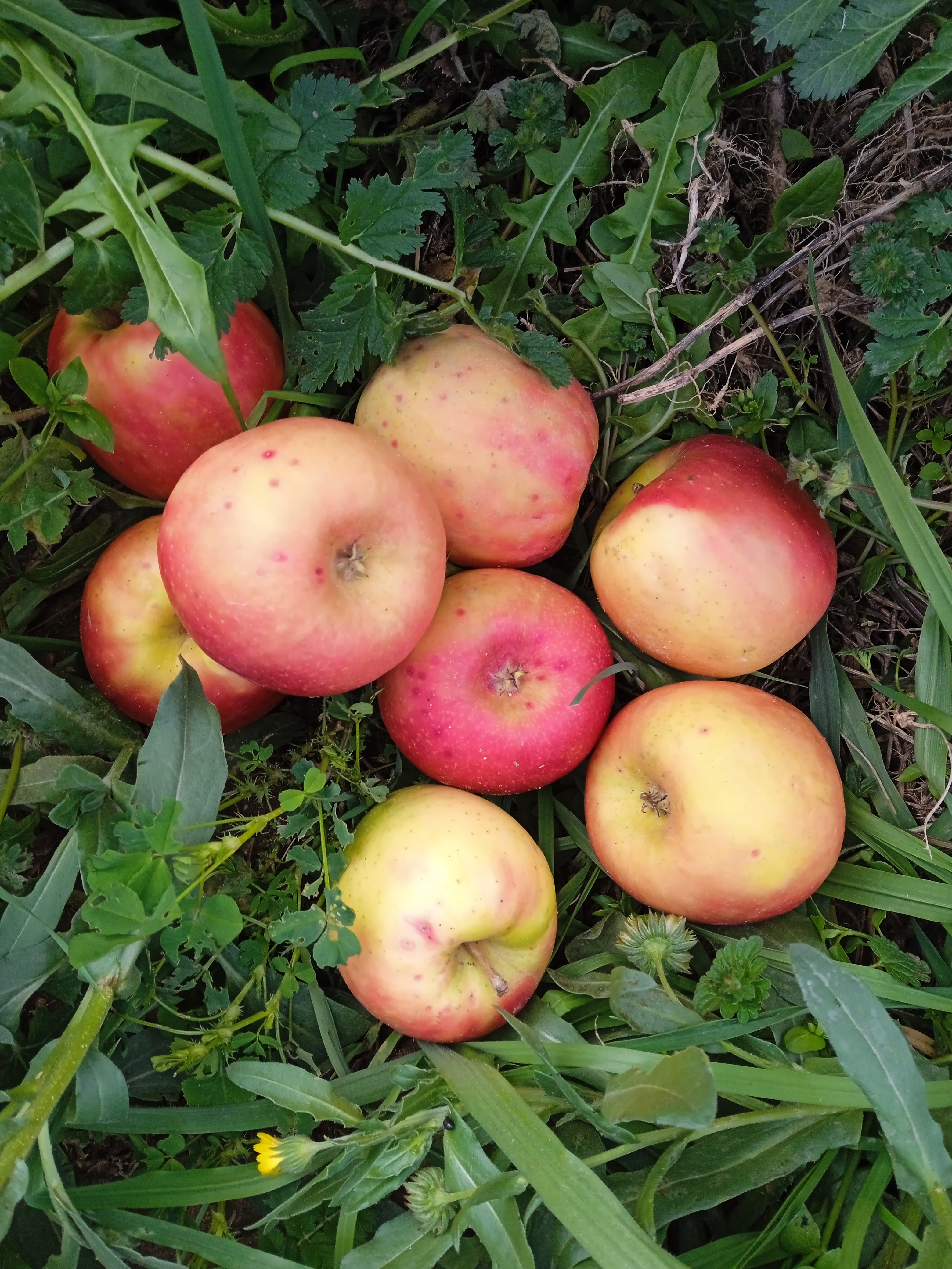 Pommes  - Crips pink