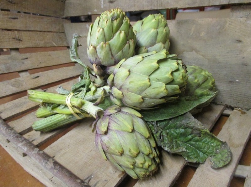 Artichauts - violets